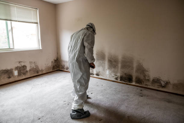 Best Emergency Mold Remediation  in Lopezville, TX